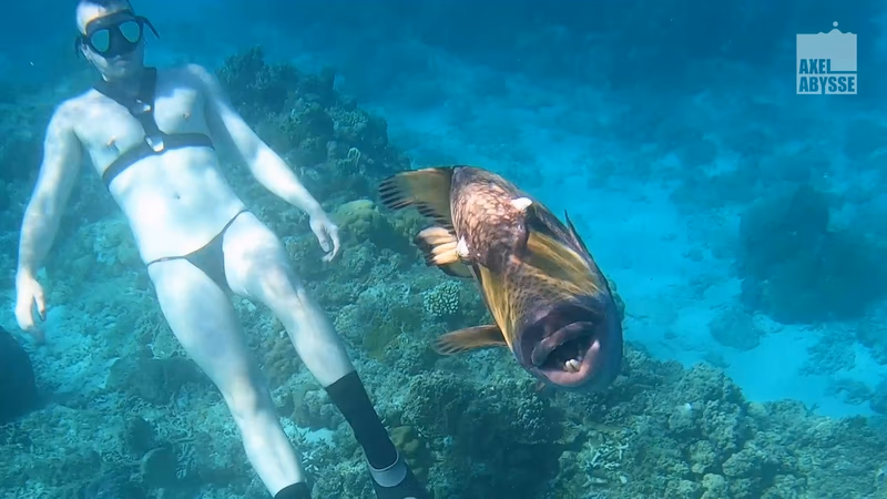 Axel - Freedive sample image 18