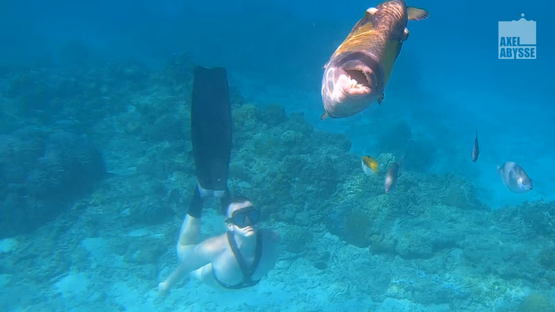 Axel - Freedive sample image 19